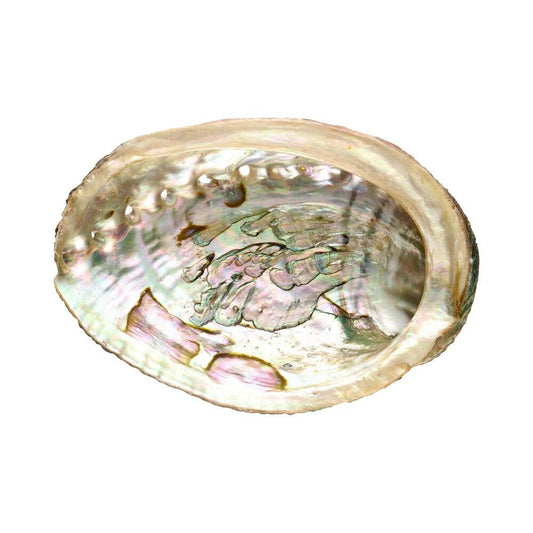 Abalone Schelp